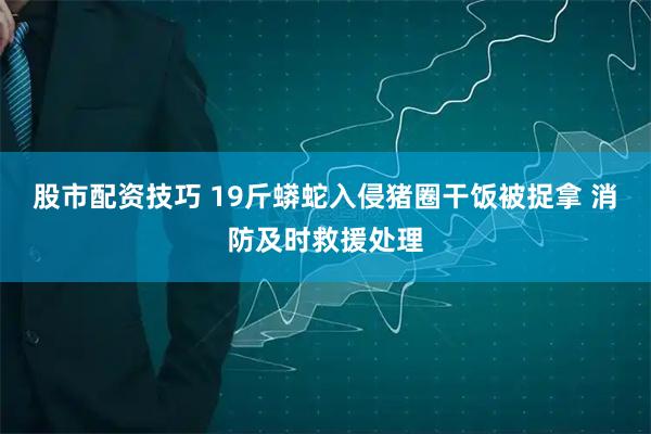 股市配资技巧 19斤蟒蛇入侵猪圈干饭被捉拿 消防及时救援处理